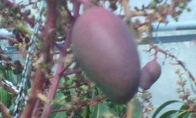 花吊りと枝位置調節 マンゴー Sns Pay フリマ マンゴー栽培マンの日記 Ver