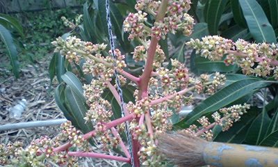 花吊りと枝位置調節 マンゴー Sns Pay フリマ マンゴー栽培マンの日記 Ver